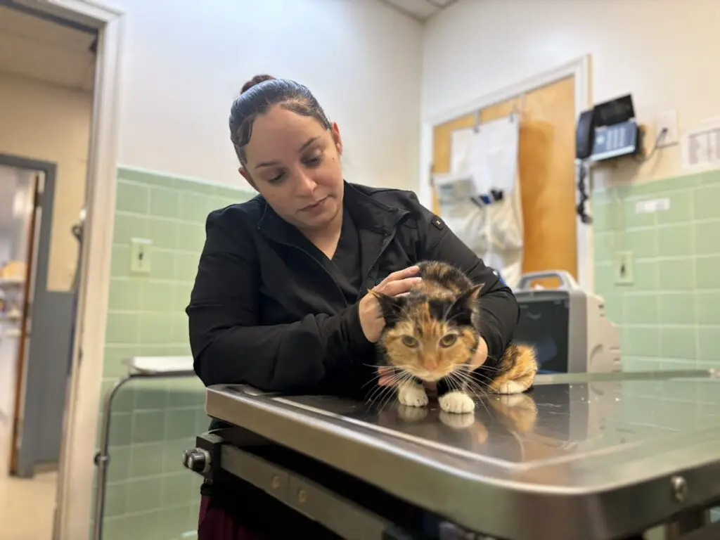 A cat is examined by veterinary staff in Beltsville, MD.