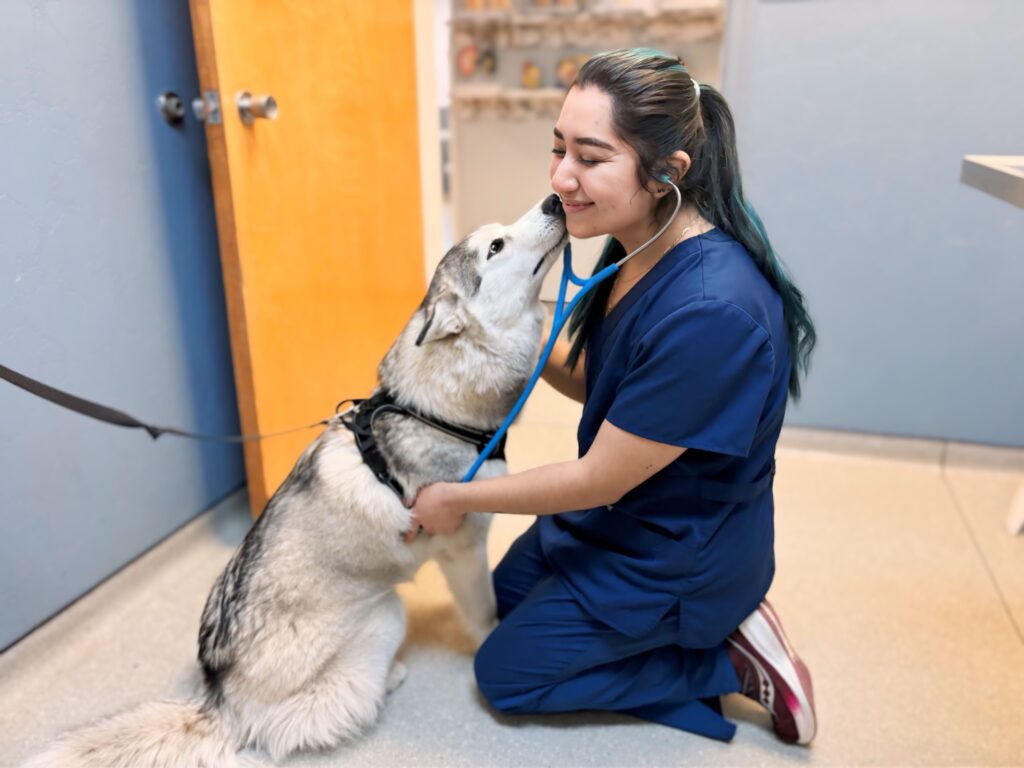 A husky kisses a vet tech at Beltsville Veteinary Hospital.